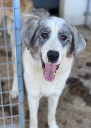 Ryat, geb. ca. 12/2023, lebt in GRIECHENLAND, im städt. Tierheim Serres