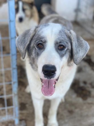 Ryat, geb. ca. 12/2023, lebt in GRIECHENLAND, im städt. Tierheim Serres