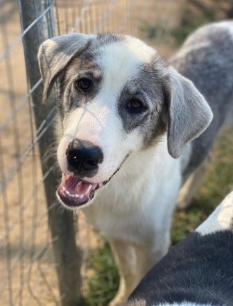 Ryat, geb. ca. 12/2023, lebt in GRIECHENLAND, im städt. Tierheim Serres