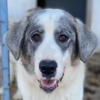 Ryat, geb. ca. 12/2023, lebt in GRIECHENLAND, im städt. Tierheim Serres