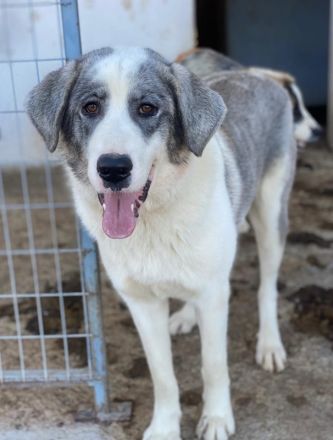 Ryat, geb. ca. 12/2023, lebt in GRIECHENLAND, im städt. Tierheim Serres