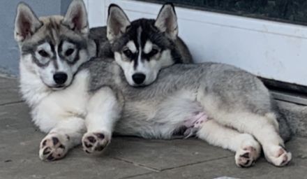 Sibirische Husky Welpen Abgabebereit