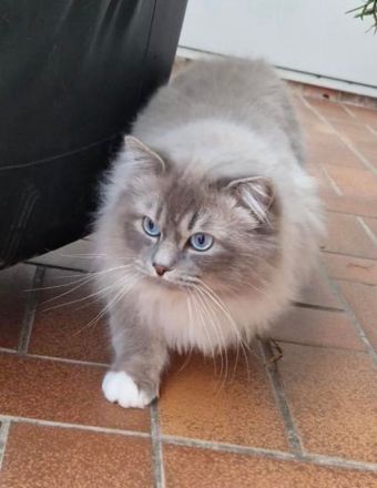 Heilige Birma Kitten in 7 Tagen, wurfankündigung, München