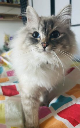 Heilige Birma Kitten in 7 Tagen, wurfankündigung, München