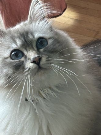 Heilige Birma Kitten in 7 Tagen, wurfankündigung, München