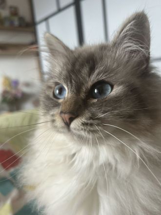 Heilige Birma Kitten in 7 Tagen, wurfankündigung, München