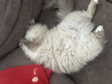 Heilige Birma Kitten in 7 Tagen, wurfankündigung, München