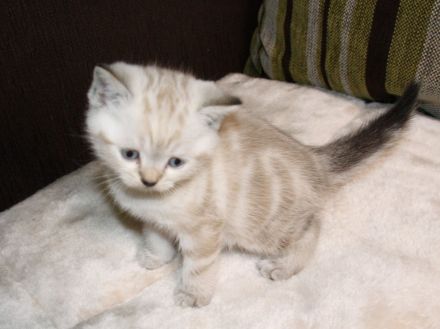 Britisch Kurzhaar Kitte zu verkaufen