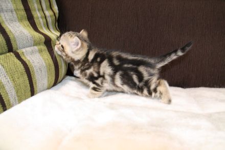 Britisch Kurzhaar Kitte zu verkaufen