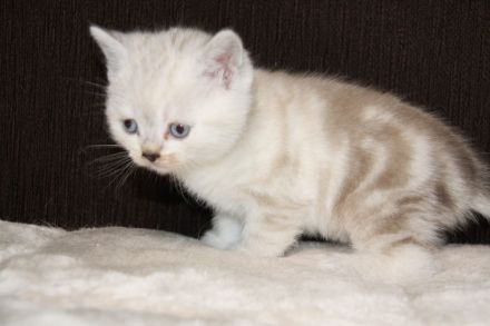 Britisch Kurzhaar Kitte zu verkaufen