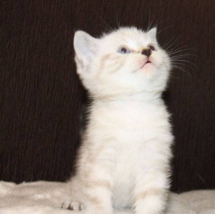 Britisch Kurzhaar Kitte zu verkaufen