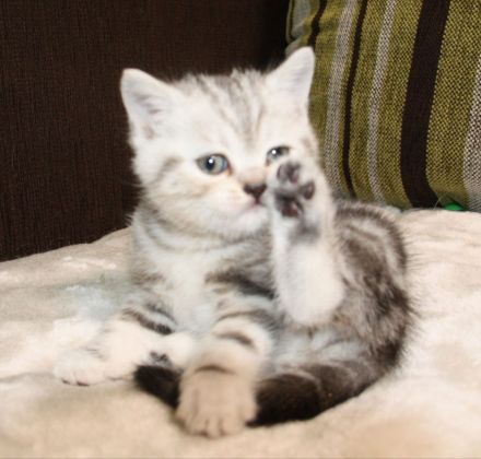 Britisch Kurzhaar Kitte zu verkaufen