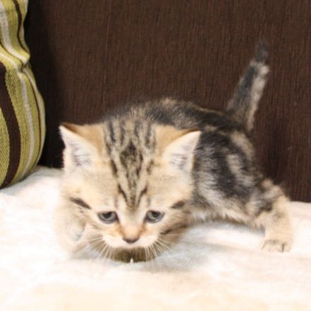 Britisch Kurzhaar Kitte zu verkaufen