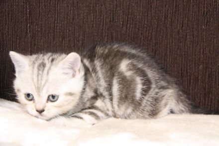 Britisch Kurzhaar Kitte zu verkaufen