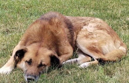 Horst wartet auf deine Anfrage