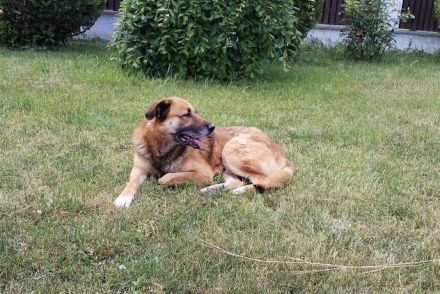 Horst wartet auf deine Anfrage