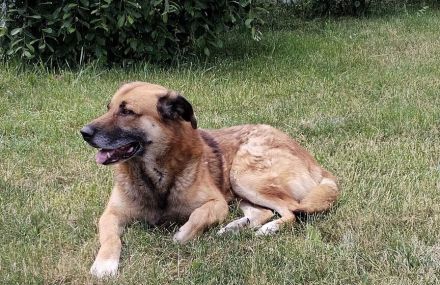 Horst wartet auf deine Anfrage