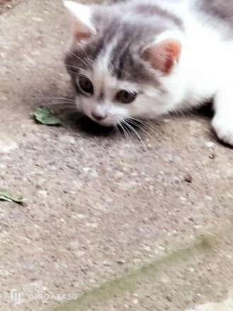 Kätzchen BKH Mischling