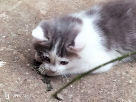 Kätzchen BKH Mischling