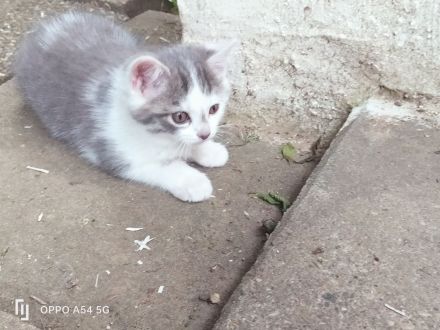 Kätzchen BKH Mischling