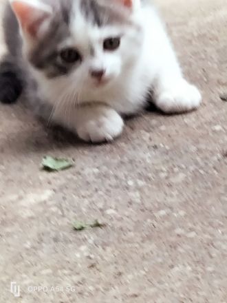 Kätzchen BKH Mischling