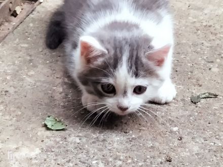 Kätzchen BKH Mischling