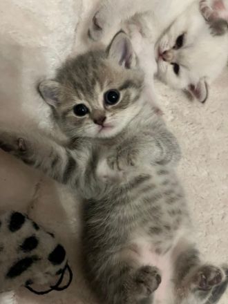 zuckersüße BKH Kitten suchen ein liebevolles zuhause