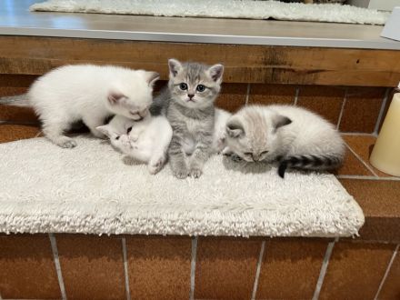 zuckersüße BKH Kitten suchen ein liebevolles zuhause