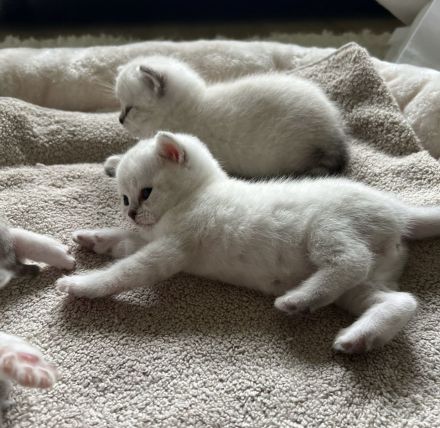 zuckersüße BKH Kitten suchen ein liebevolles zuhause