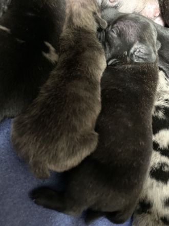 9 Französische Bulldogge Mix Welpen, selten schöne Farben!!!