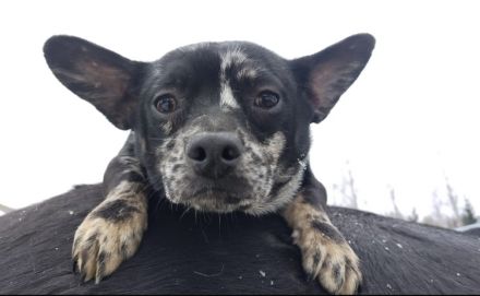 9 Französische Bulldogge Mix Welpen, selten schöne Farben!!!