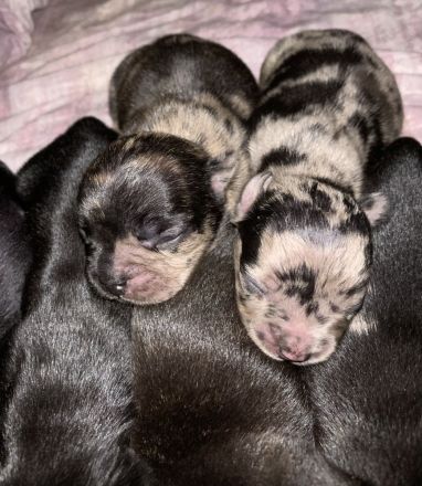 9 Französische Bulldogge Mix Welpen, selten schöne Farben!!!