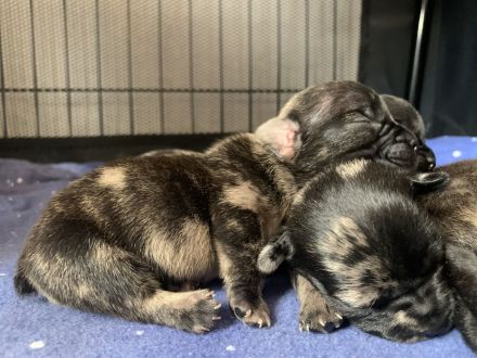 9 Französische Bulldogge Mix Welpen, selten schöne Farben!!!