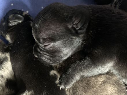 9 Französische Bulldogge Mix Welpen, selten schöne Farben!!!
