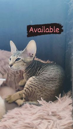 Peterbald Sphynx Kitten