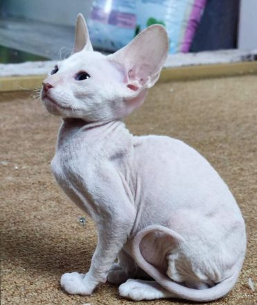 Peterbald Sphynx Kitten