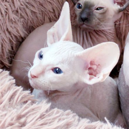 Peterbald Sphynx Kitten