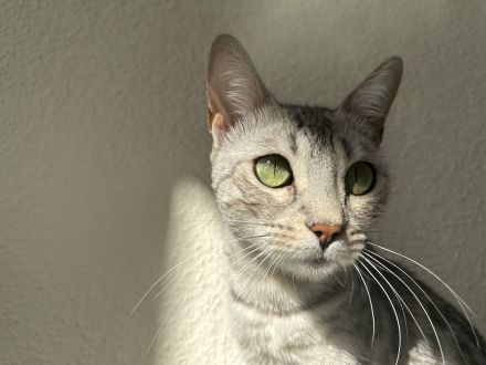 Junge Bengal Dame sucht ein neues Zuhause