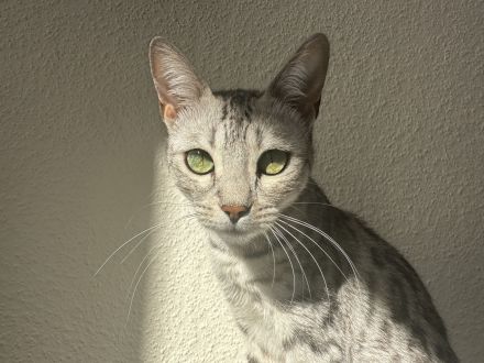 Junge Bengal Dame sucht ein neues Zuhause