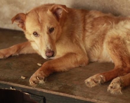 Mimi sucht geduldige Menschen!