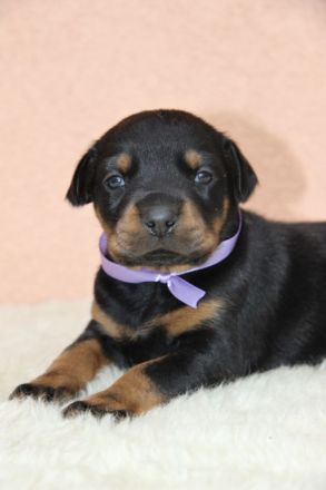 Luxuriöse Dobermannwelpen von einem wunderbaren Paar