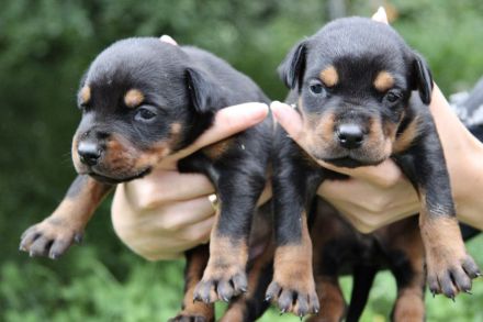 Luxuriöse Dobermannwelpen von einem wunderbaren Paar