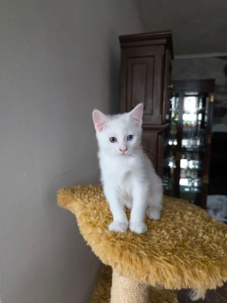 Wunderschöne süße weiße Khao-Manee Kitten, Weiße Kitten mit zwei verschiedene Augen