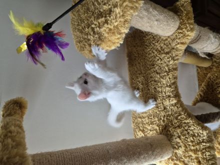 Wunderschöne süße weiße Khao-Manee Kitten, Weiße Kitten mit zwei verschiedene Augen