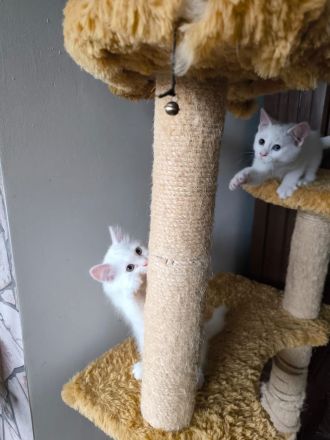 Wunderschöne süße weiße Khao-Manee Kitten, Weiße Kitten mit zwei verschiedene Augen