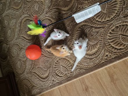 Wunderschöne süße weiße Khao-Manee Kitten, Weiße Kitten mit zwei verschiedene Augen