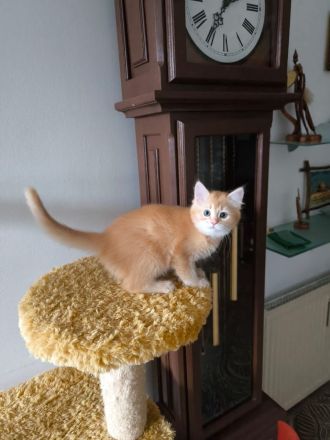 Wunderschöne süße weiße Khao-Manee Kitten, Weiße Kitten mit zwei verschiedene Augen