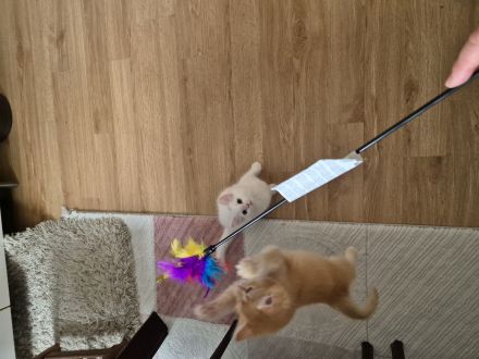 Wunderschöne süße weiße Khao-Manee Kitten, Weiße Kitten mit zwei verschiedene Augen