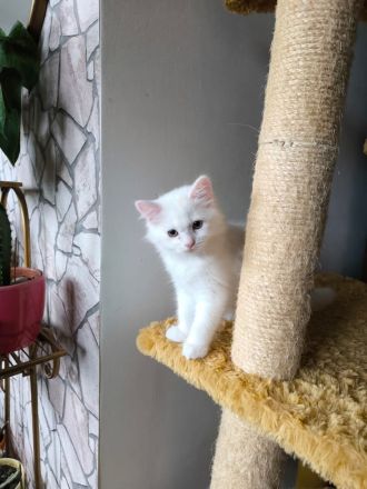 Wunderschöne süße weiße Khao-Manee Kitten, Weiße Kitten mit zwei verschiedene Augen