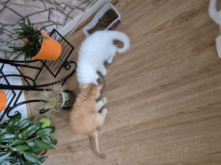 Wunderschöne süße weiße Khao-Manee Kitten, Weiße Kitten mit zwei verschiedene Augen